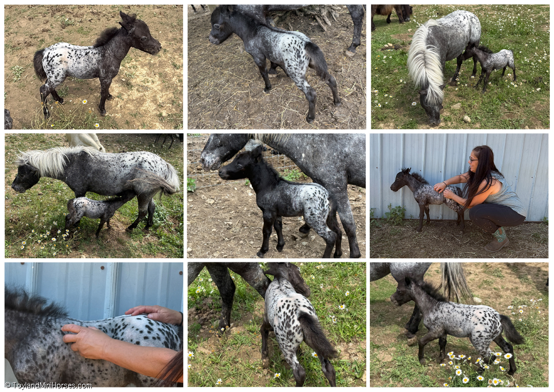 Toyland-Forget-Me-Not.jpg