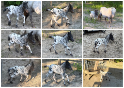 Falabella Miniature Horse For Sale - Toyland Masterpiece