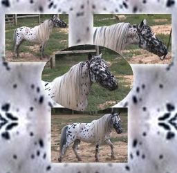 Falabella AF Cinzano-30in_Reference Sire