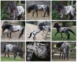 Falabella Miniature Horse For Sale - Toyland Tattoo