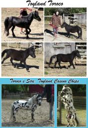 Falabella Miniature Horse For Sale - Toyland Toroco